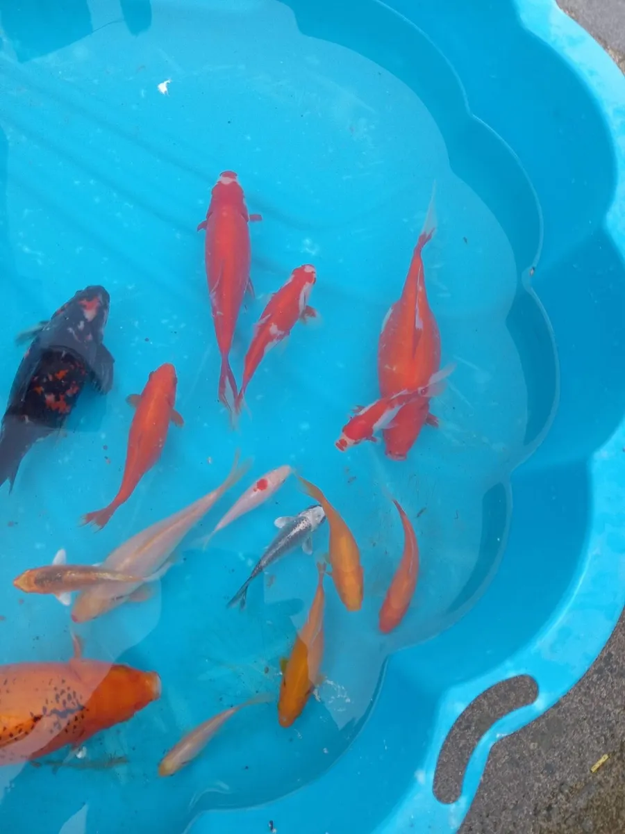 Gold fish - Image 3