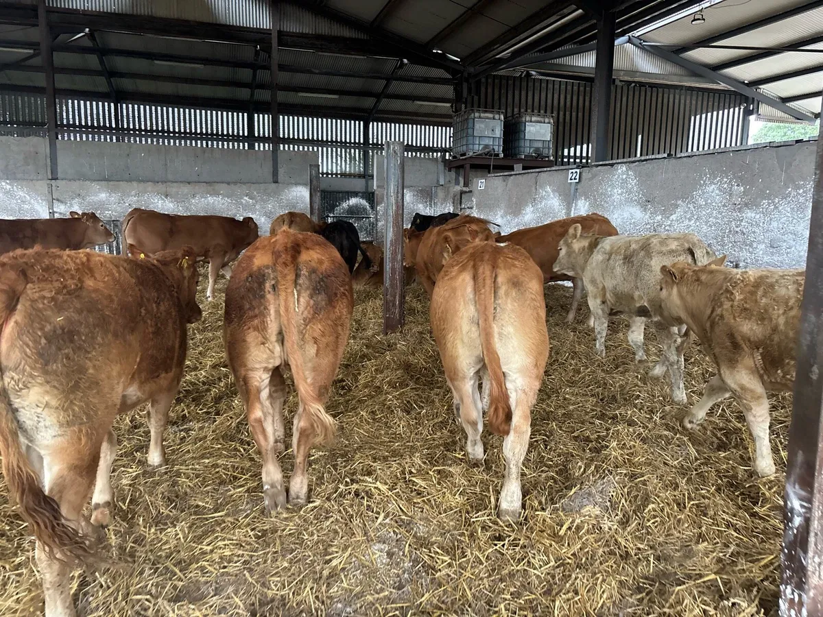 15 u grade 380 kg limousin heifers - Image 2