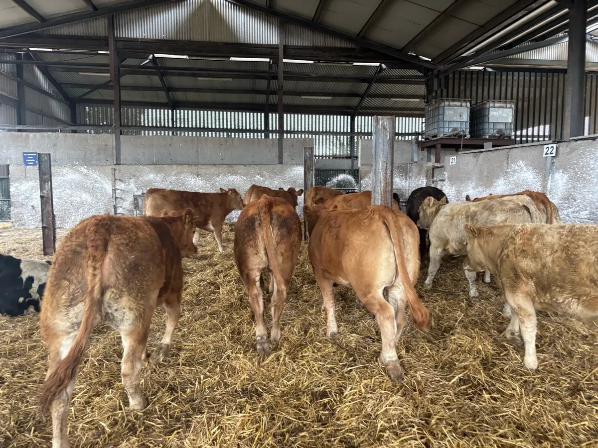 15 u grade 380 kg limousin heifers - Image 4