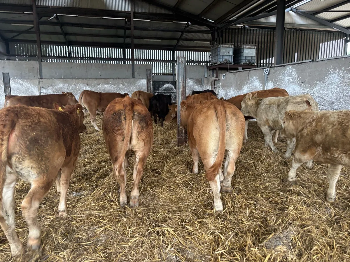 15 u grade 380 kg limousin heifers - Image 3