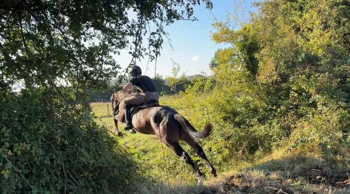 14.1hh 4yr old Gelding - Image 1