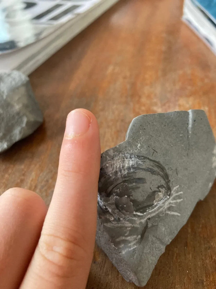 Fossil - Image 2