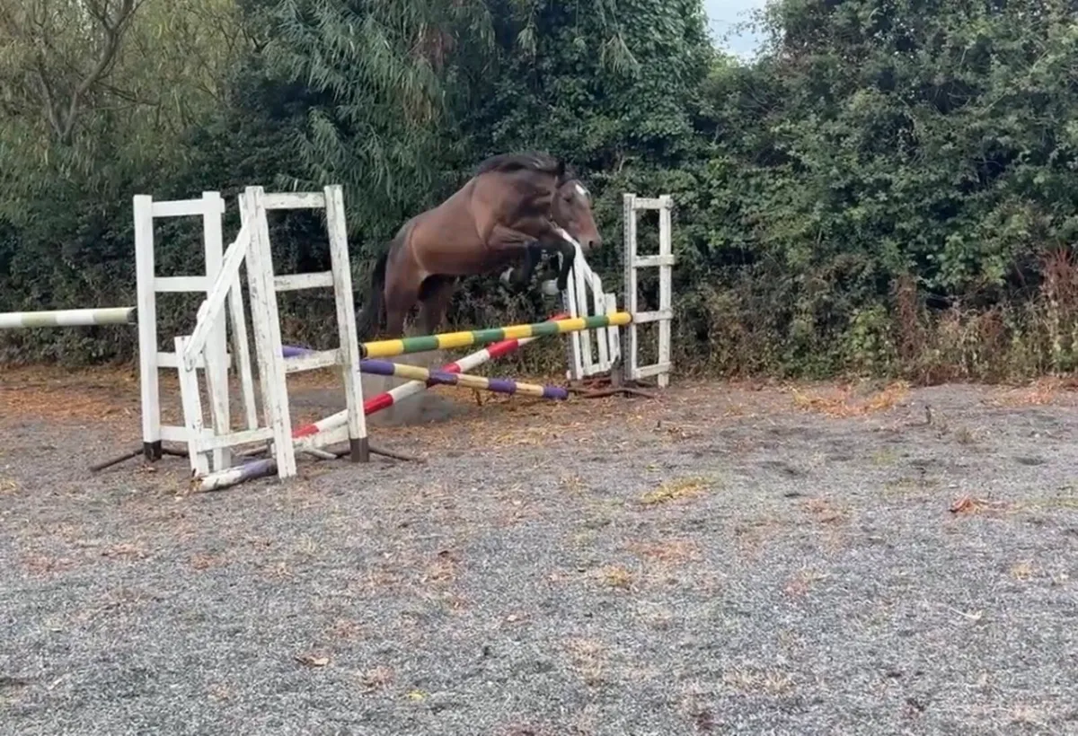 14.1hh 4yr old Gelding - Image 2