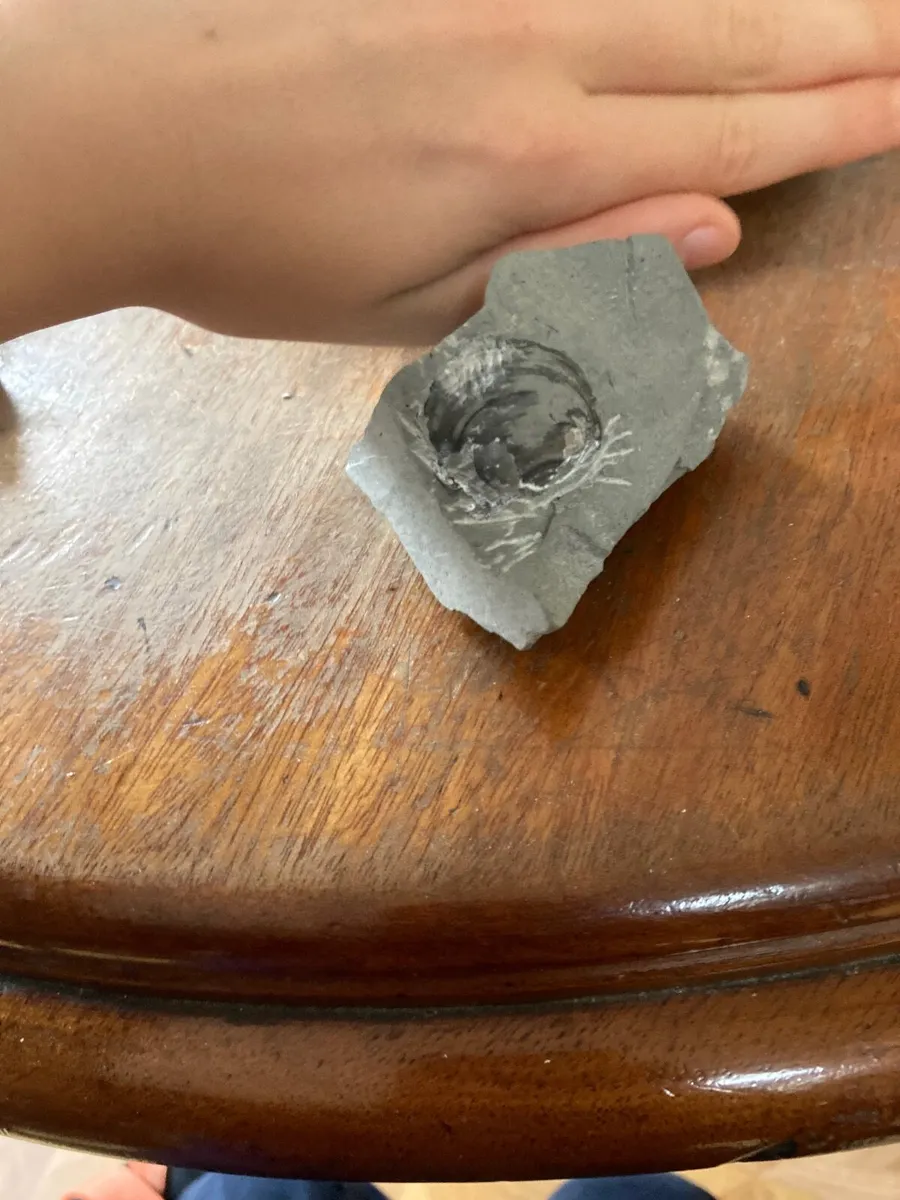 Fossil - Image 3