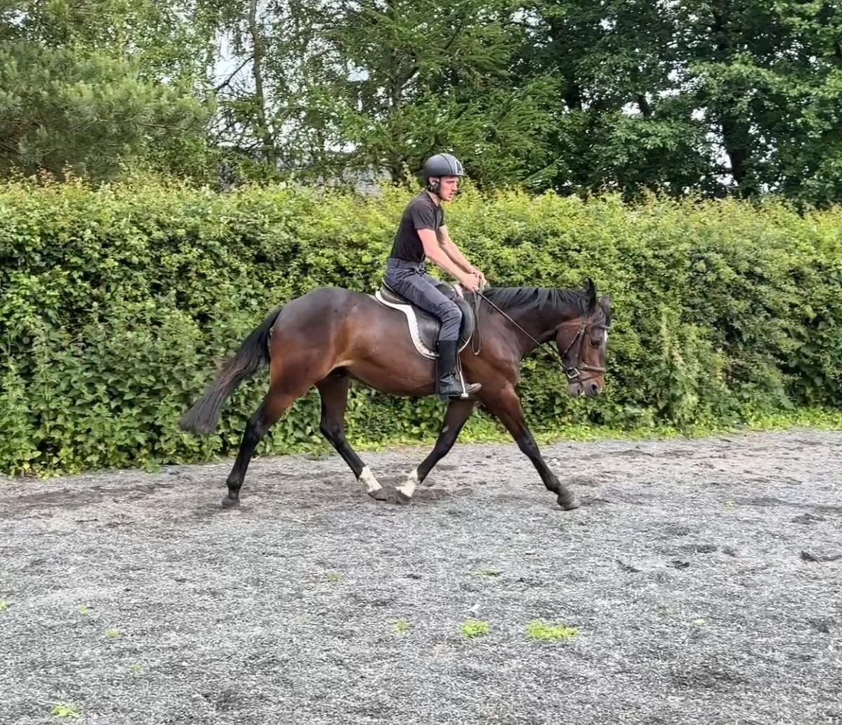 14.1hh 4yr old Gelding - Image 3