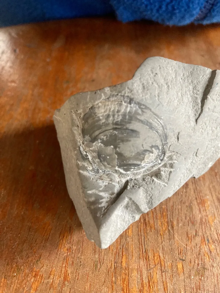 Fossil - Image 4