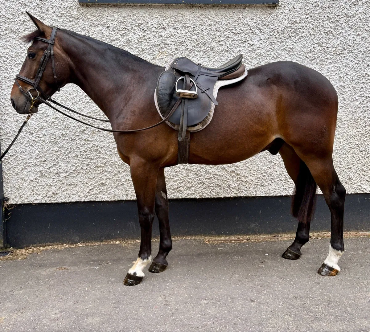 14.1hh 4yr old Gelding - Image 4