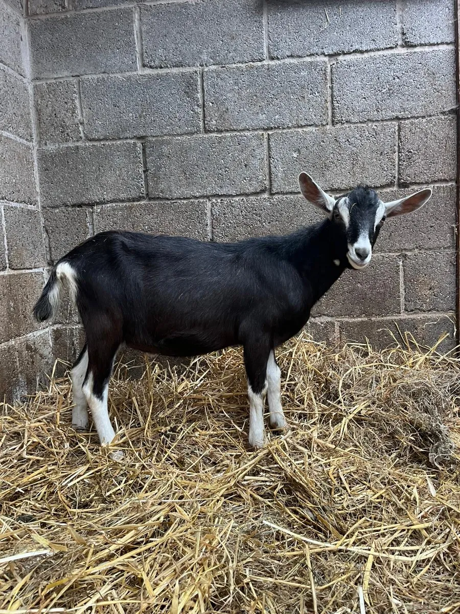 PBNR Alpine Male kid