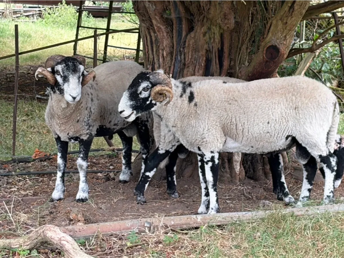 Swaledale Rams - Image 2