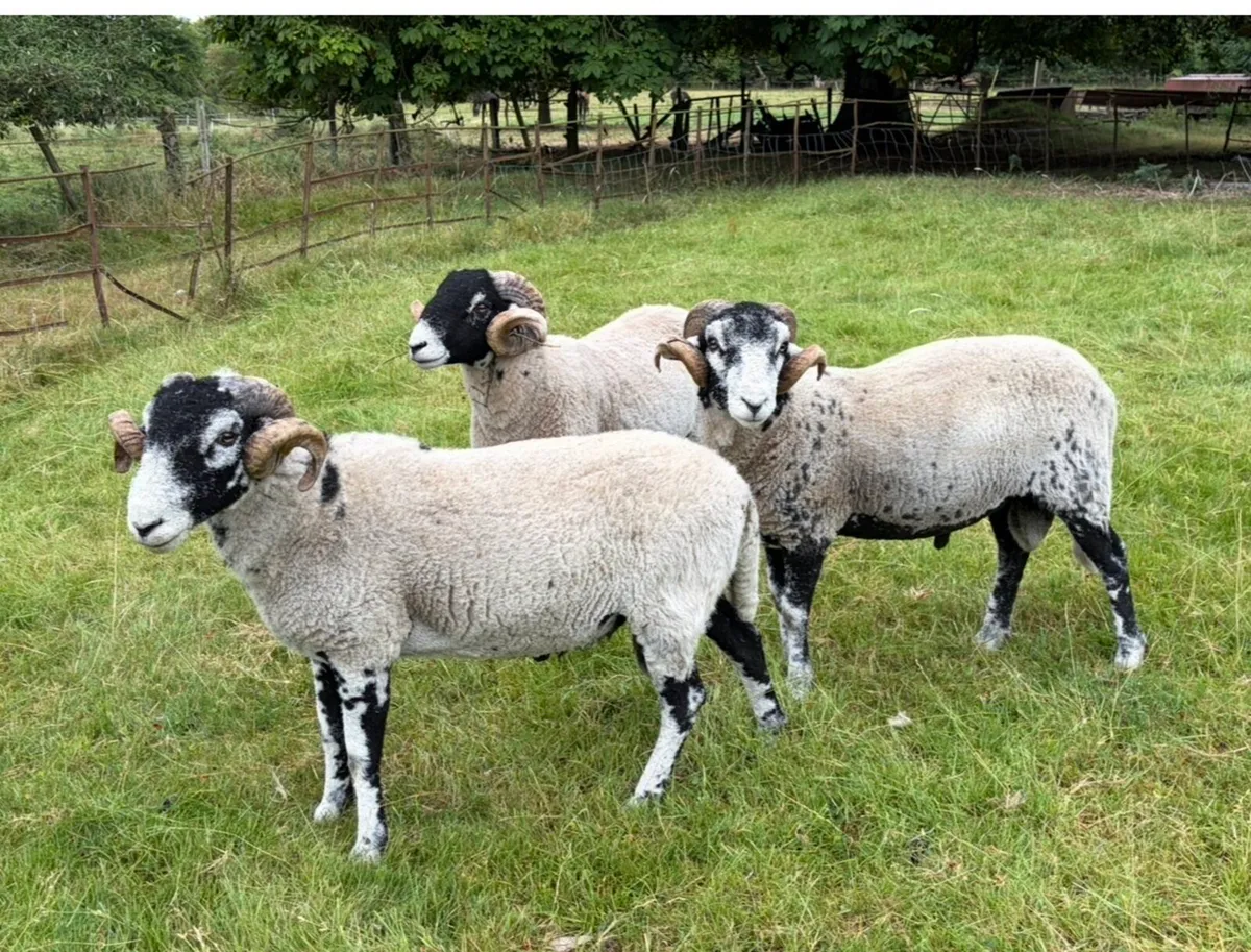 Swaledale Rams - Image 3