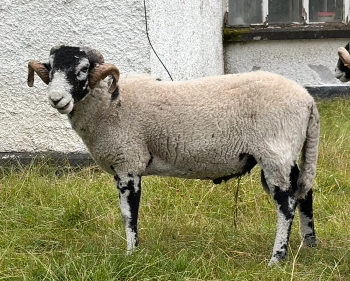 Swaledale Rams - Image 4