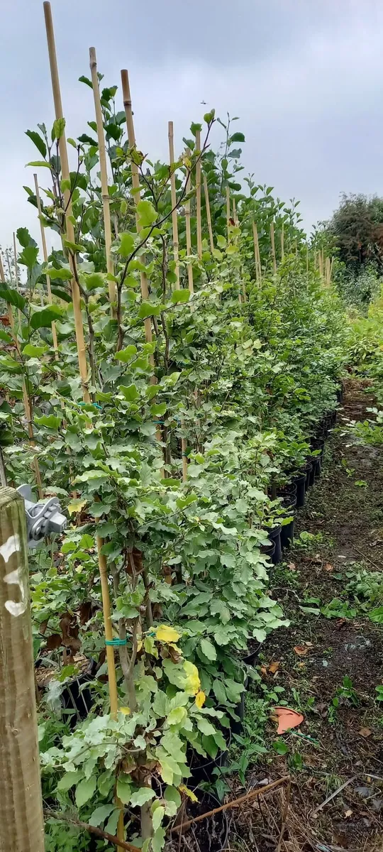 Trees and hedging for garden and farm - Image 2