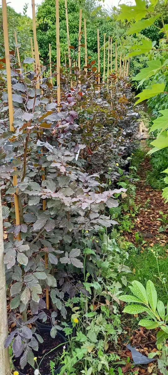 Trees and hedging for garden and farm - Image 3