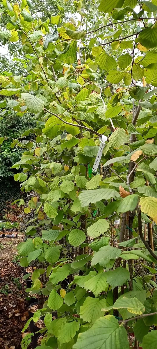 Trees and hedging for garden and farm - Image 4
