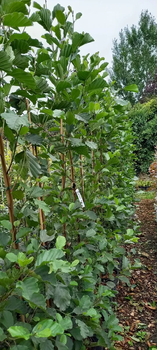 Trees and hedging for garden and farm - Image 1
