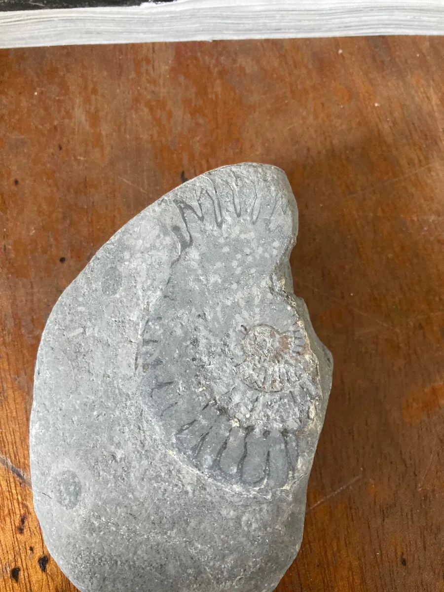 Fossil - Image 3