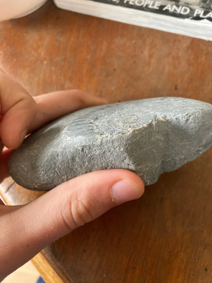 Fossil - Image 2