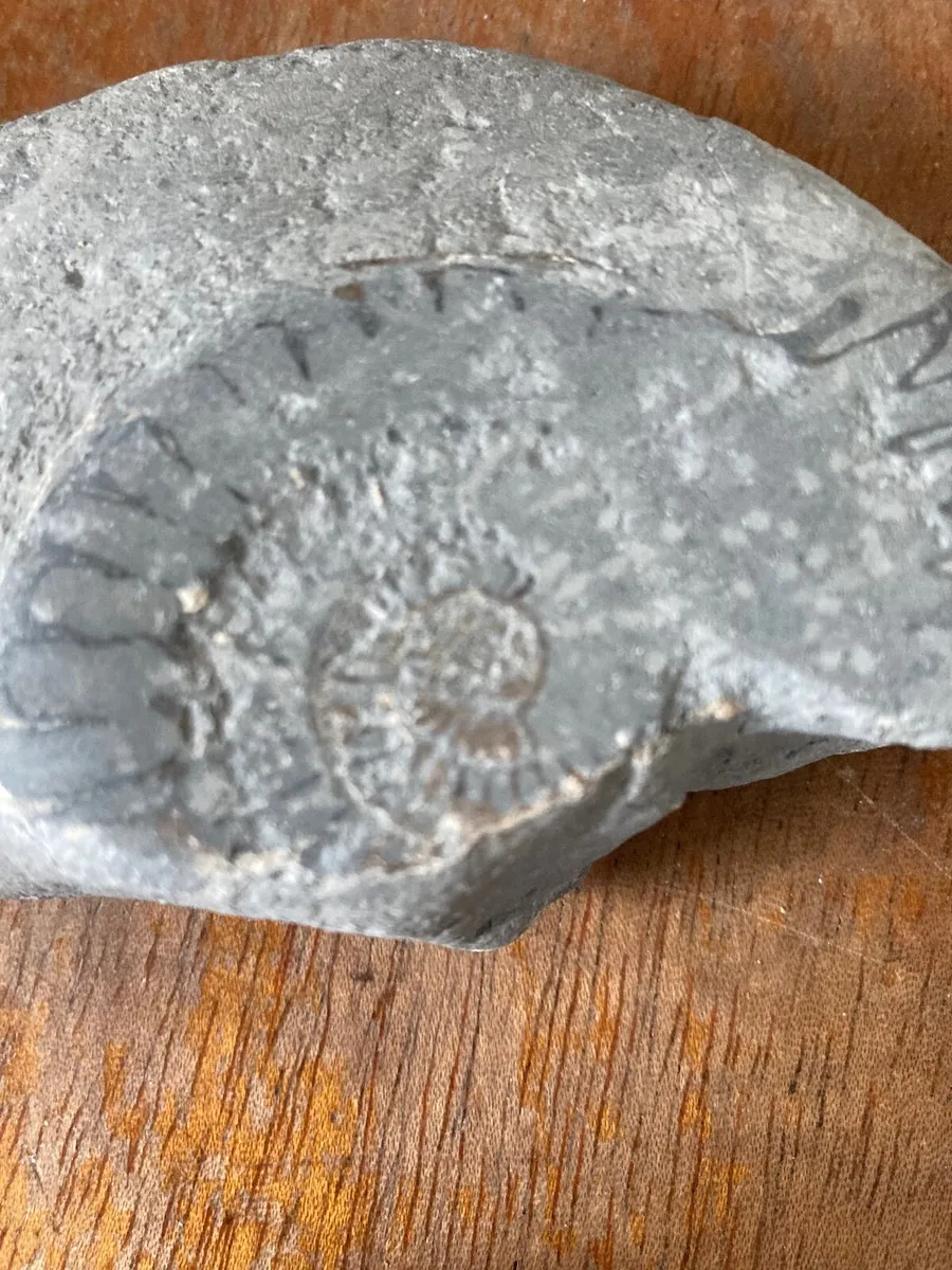 Fossil - Image 4