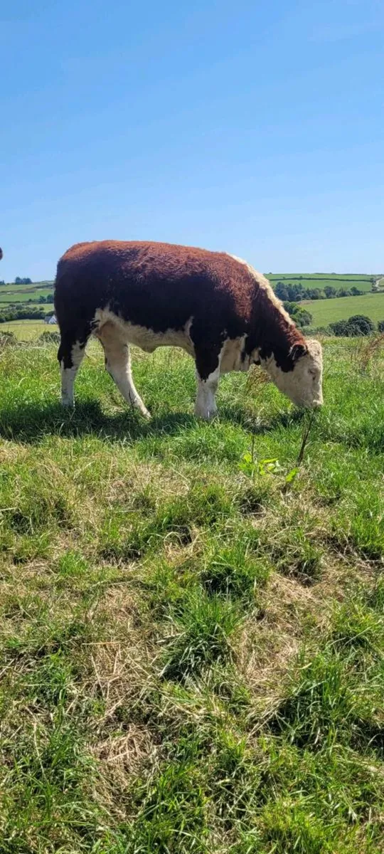 Pedigree Hereford Heifers - Image 2