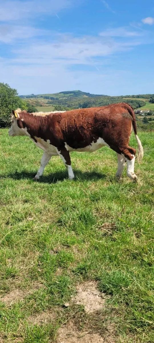 Pedigree Hereford Heifers - Image 3