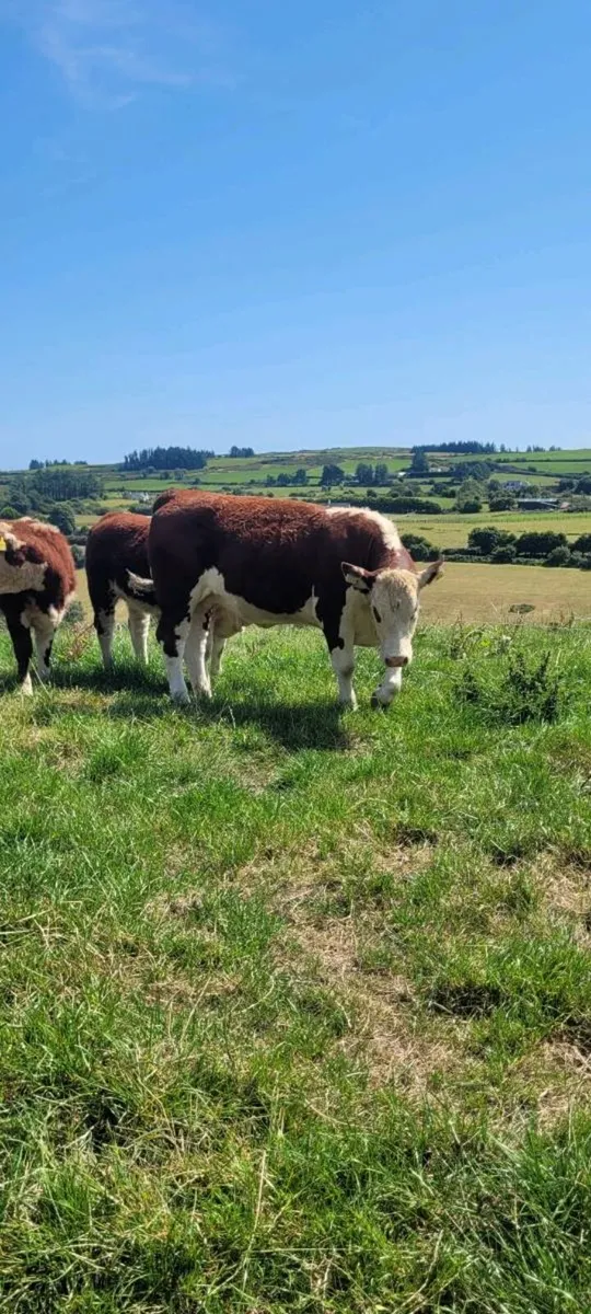 Pedigree Hereford Heifers - Image 4