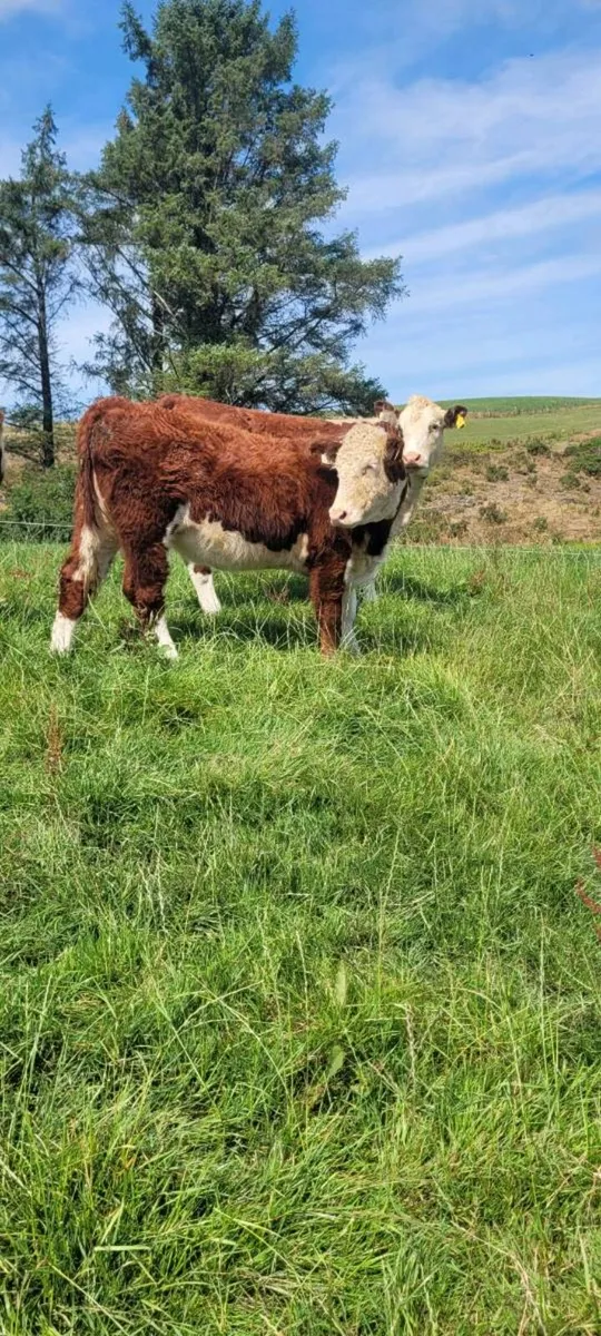 Pedigree Hereford Heifers - Image 1