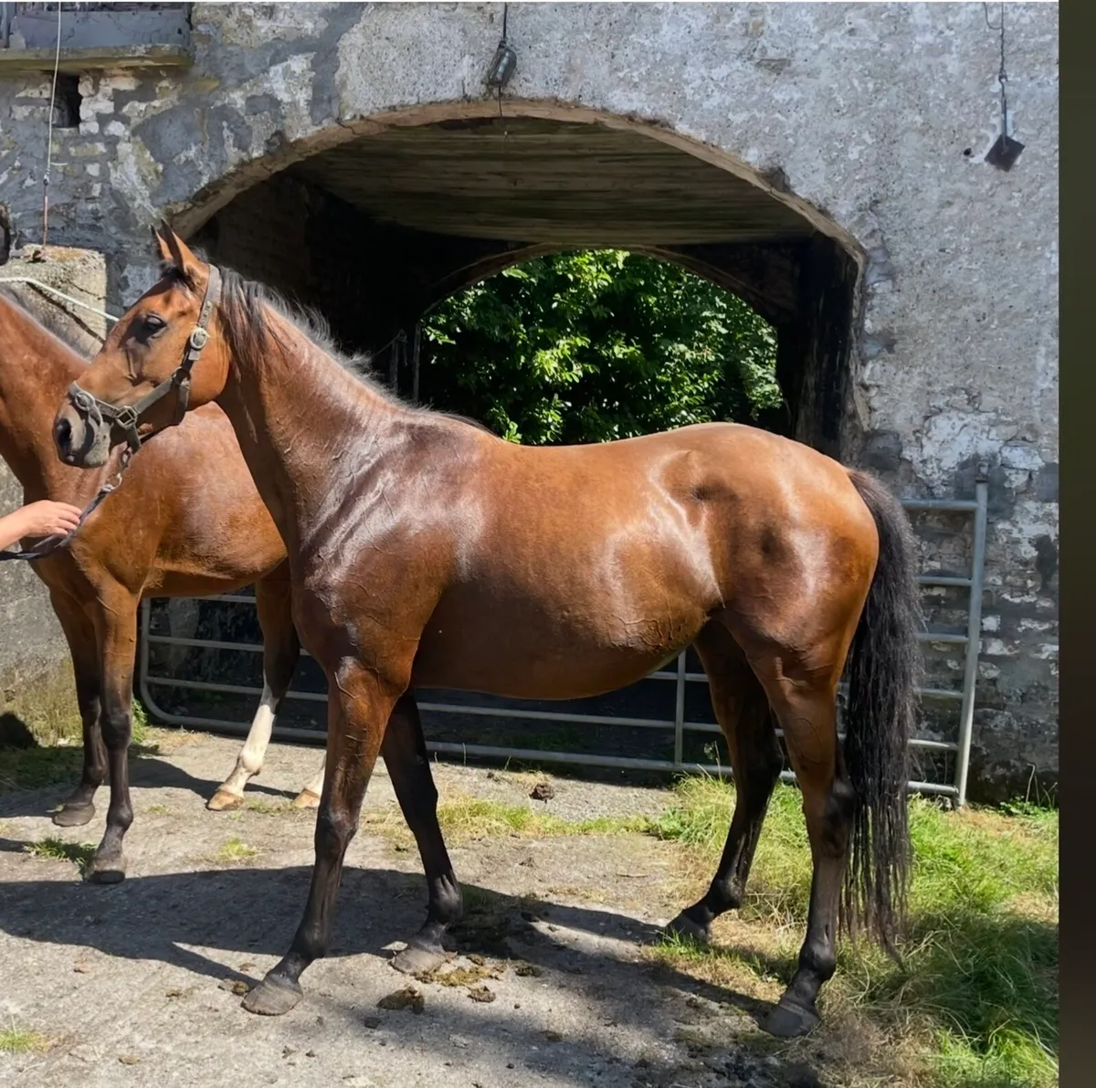 3 yr old filly - Image 1