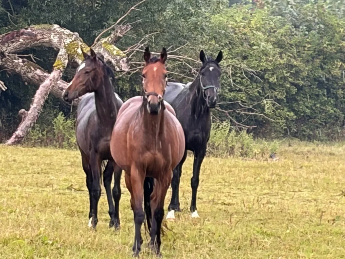 3 yr old filly - Image 2