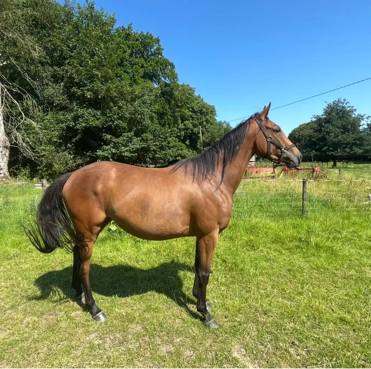 3 yr old filly - Image 3
