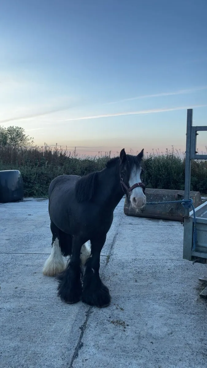 Pony - Image 1