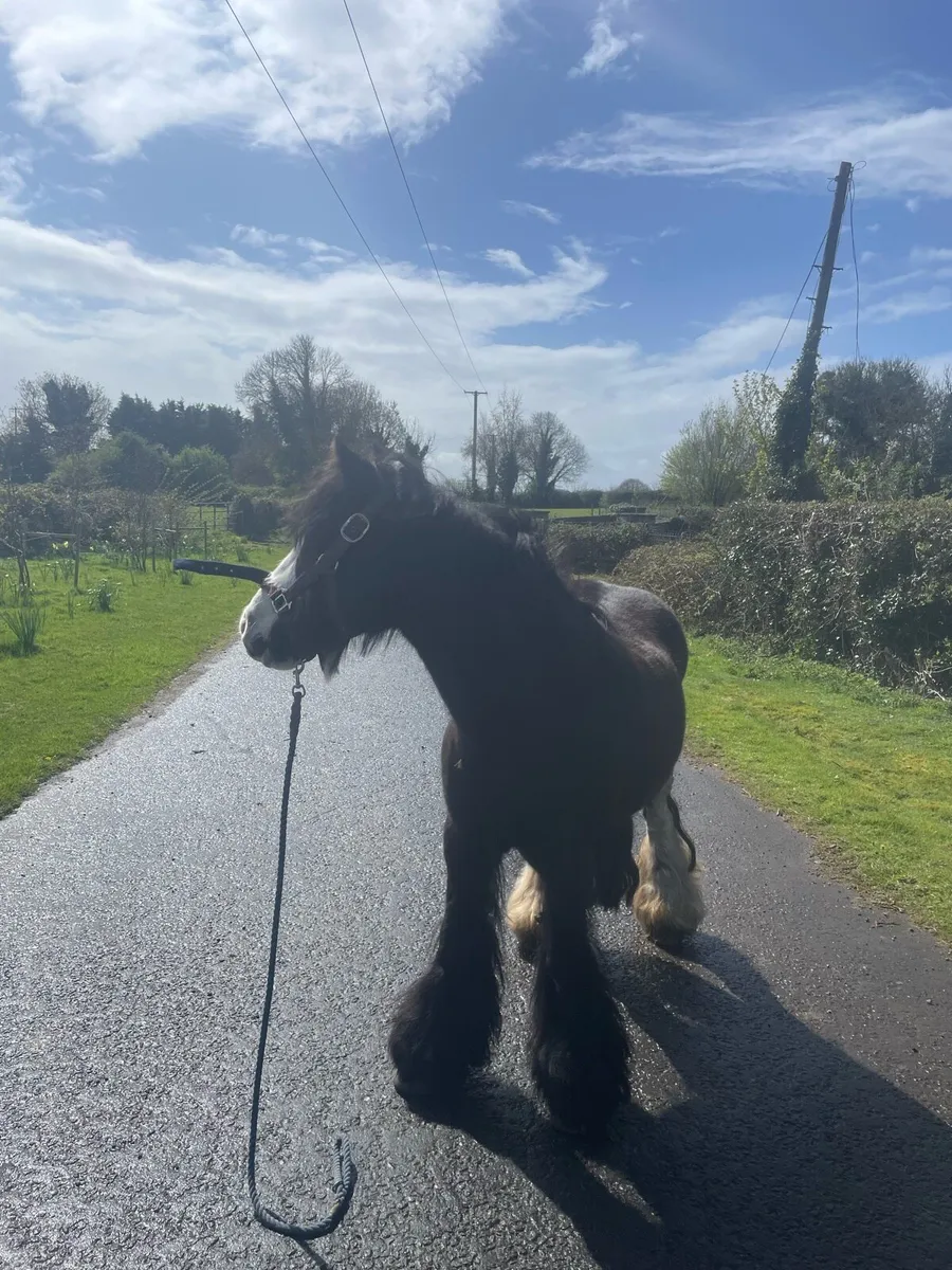 Pony - Image 2