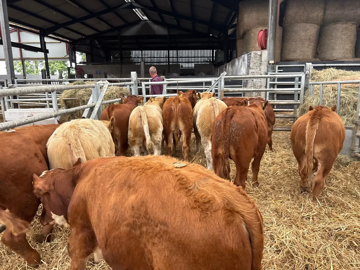 10 super suckler bred continental bulls - Image 2
