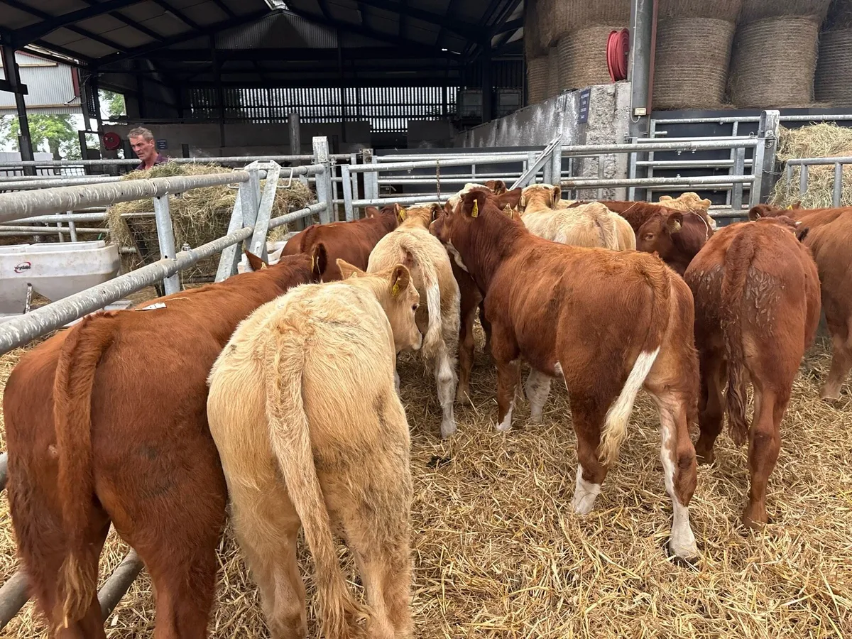 10 super suckler bred continental bulls - Image 3