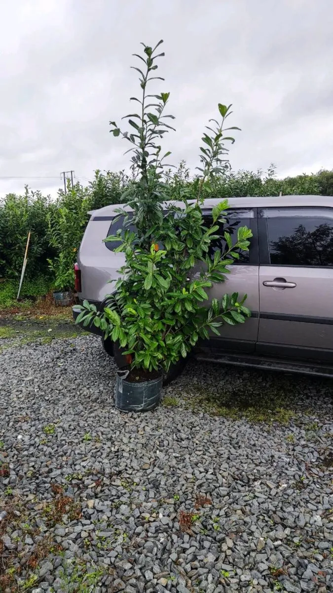 Laurel 4ft in 5 Litre Pot just 5 euro - Image 4
