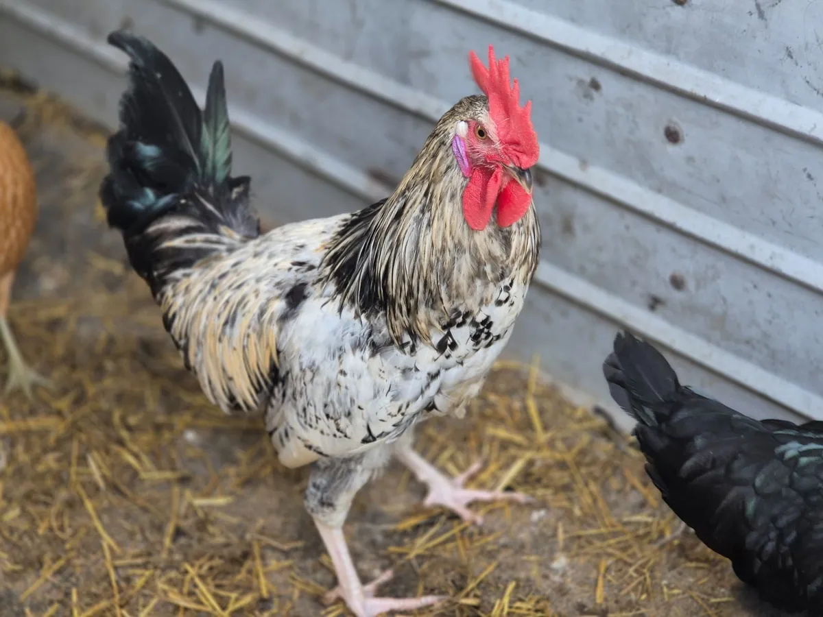 Roosters for sale - Image 3