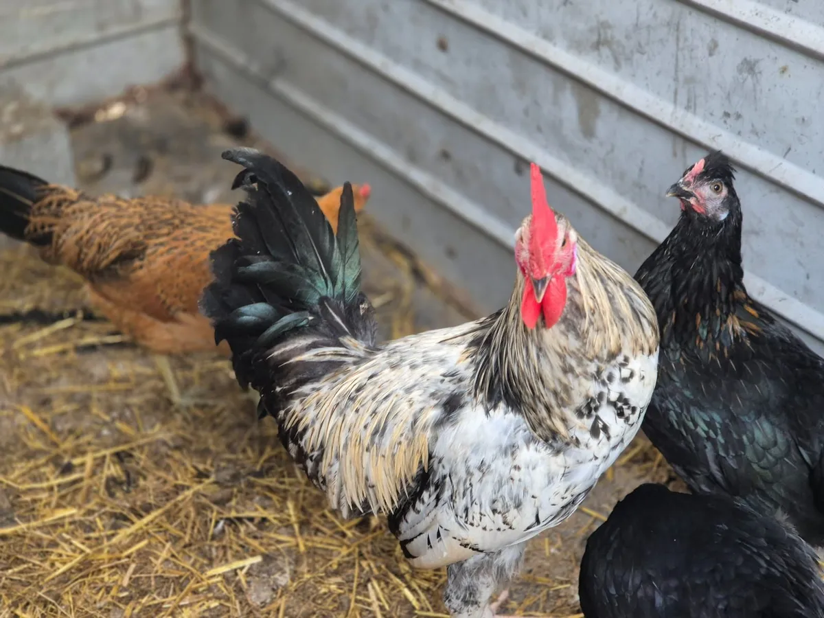 Roosters for sale - Image 4