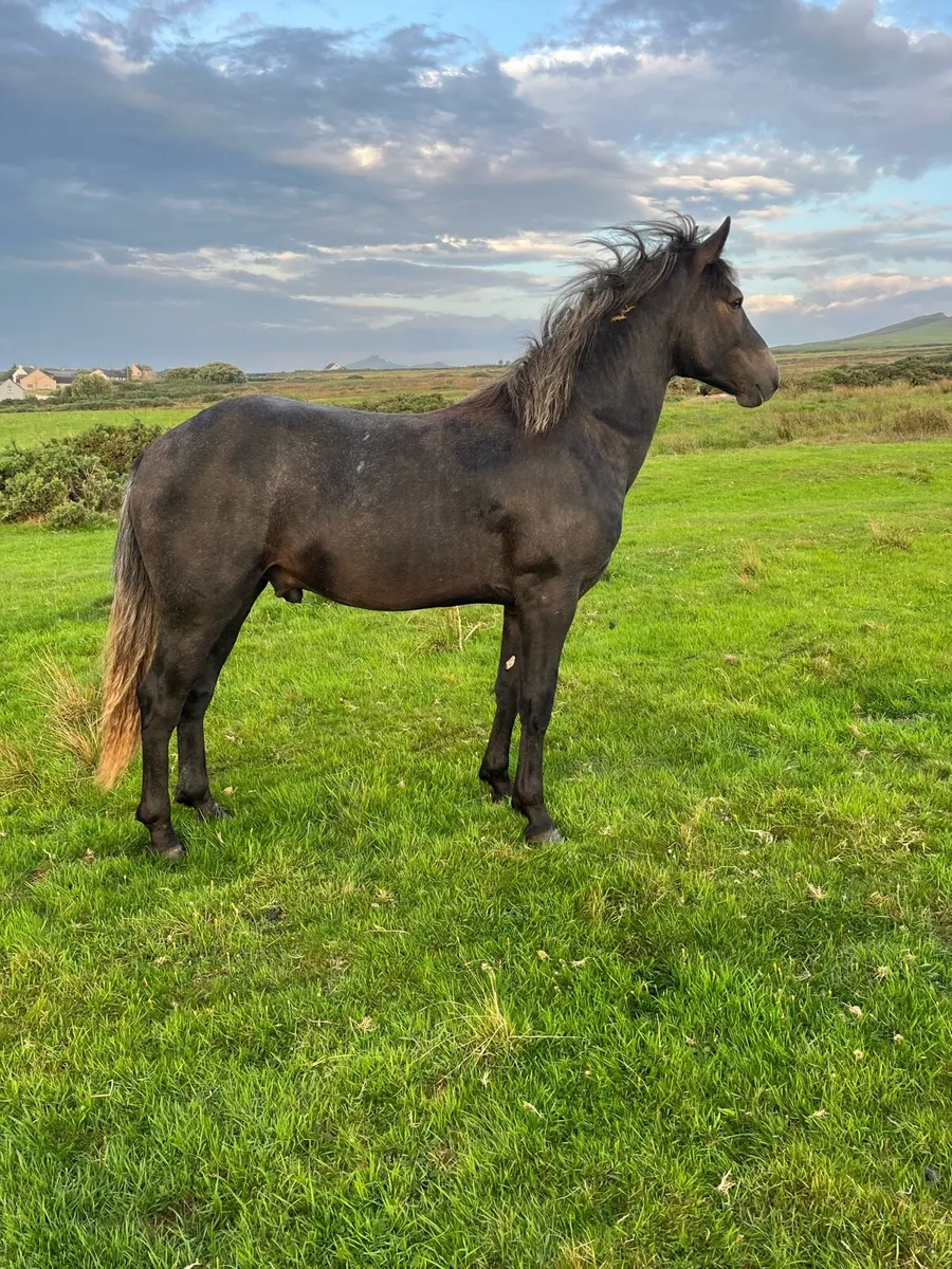 Connemara colt - Image 1