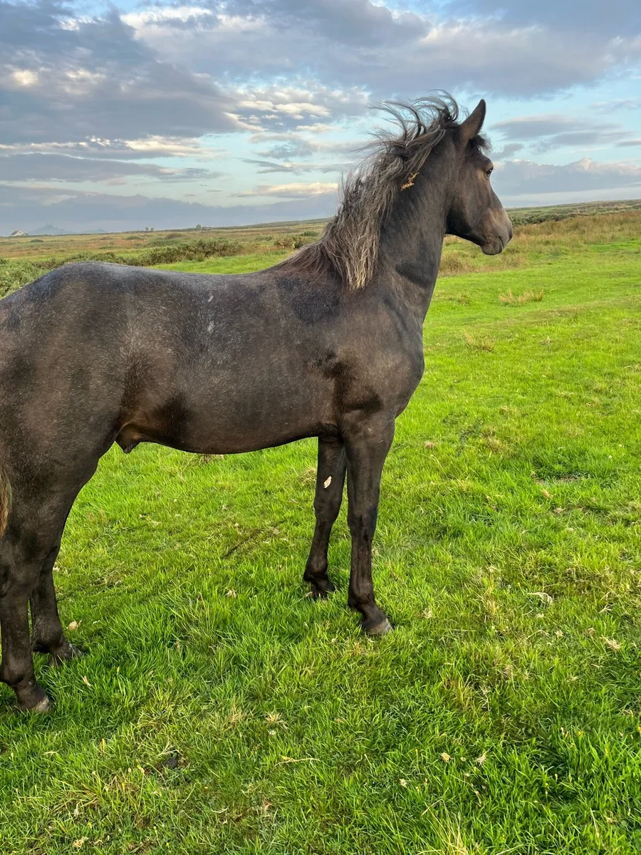 Connemara colt - Image 2