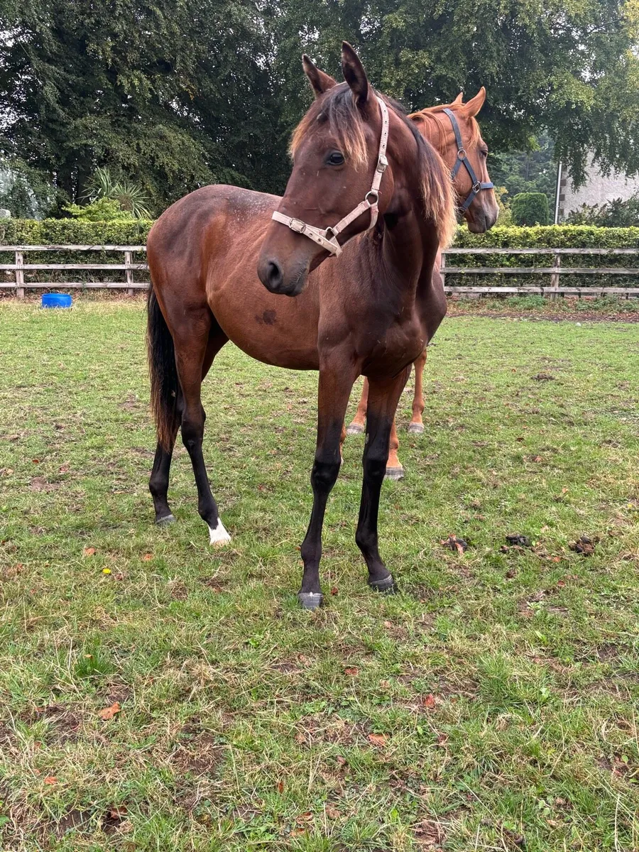 Thoroughbred Yearling Gelding