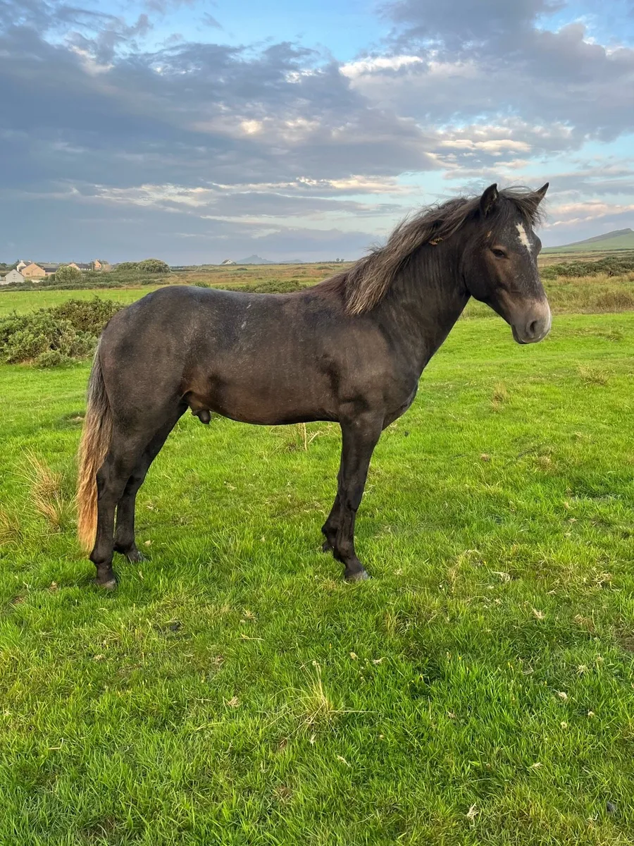 Connemara colt - Image 3