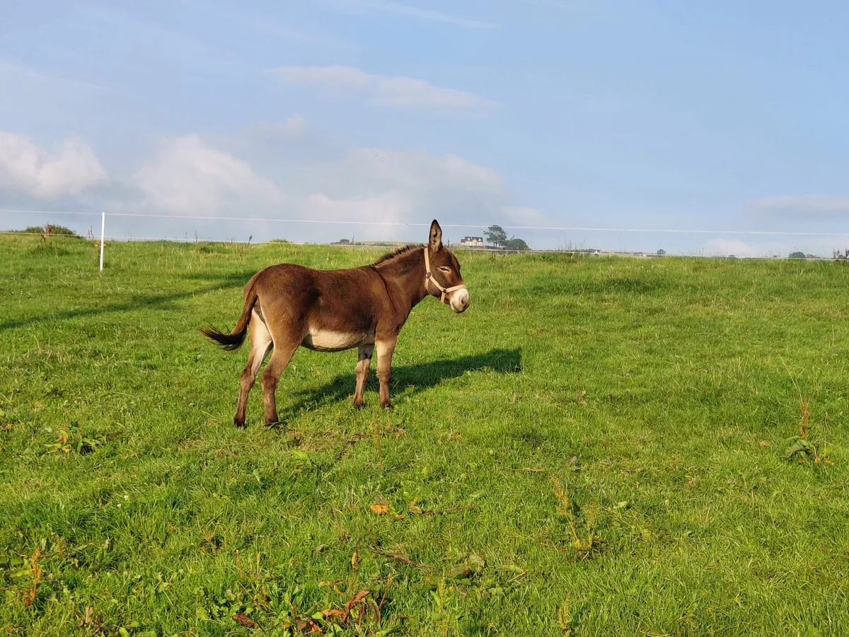 Mare donkey - Image 2