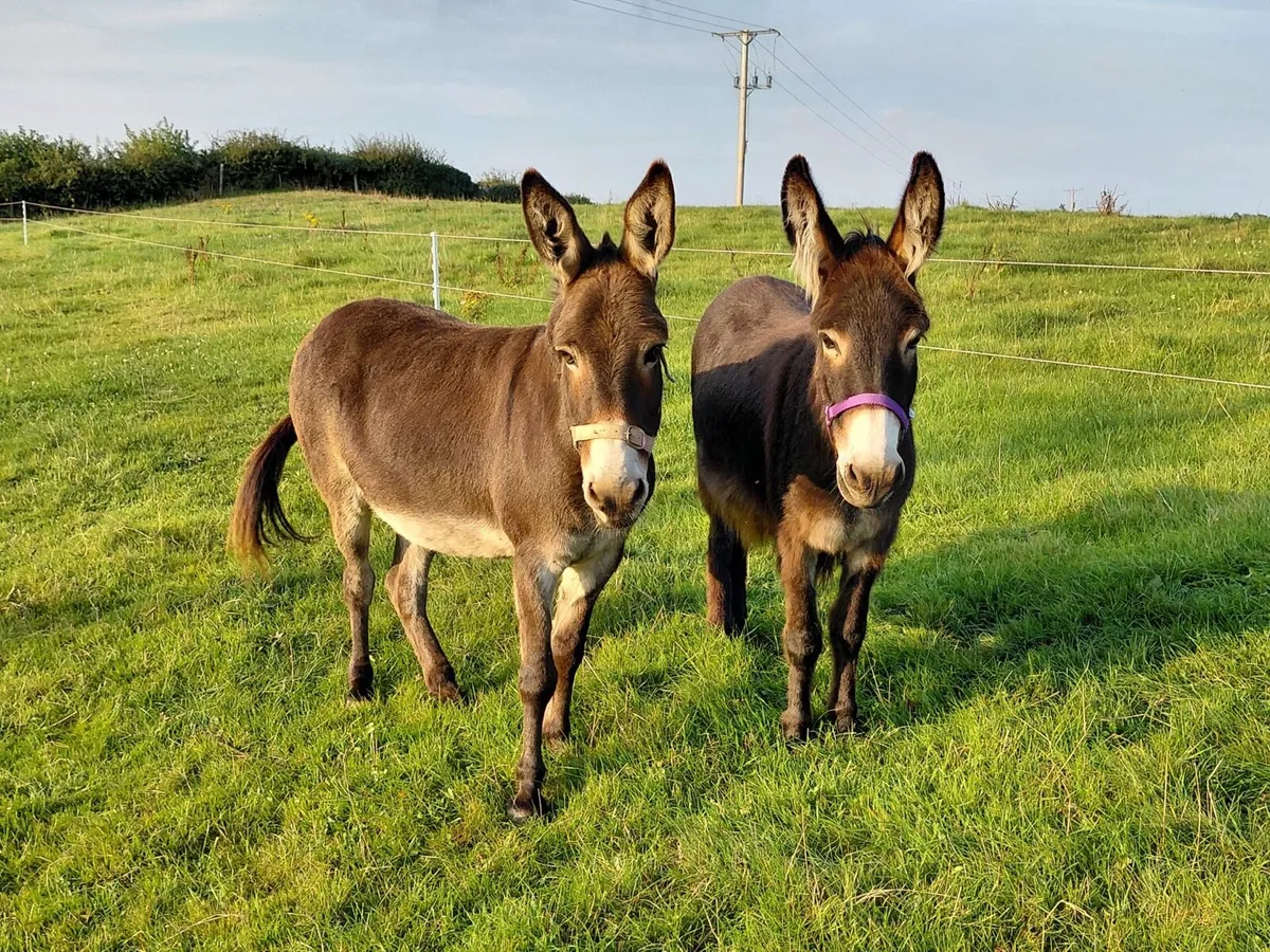 Mare donkey - Image 3