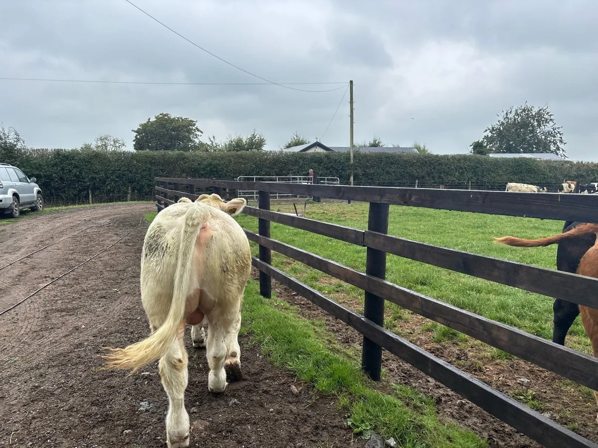 Purebred 5 star charlaois bull - Image 2