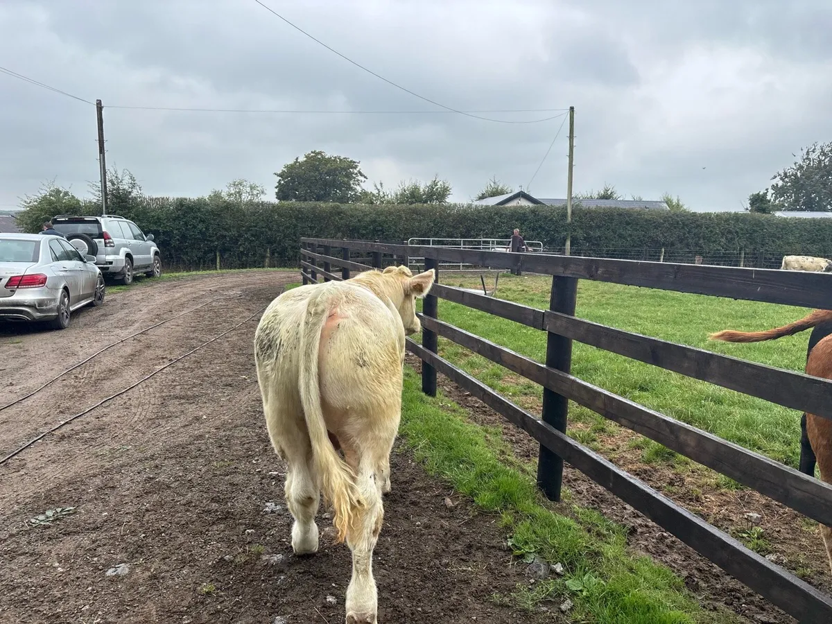 Purebred 5 star charlaois bull - Image 1