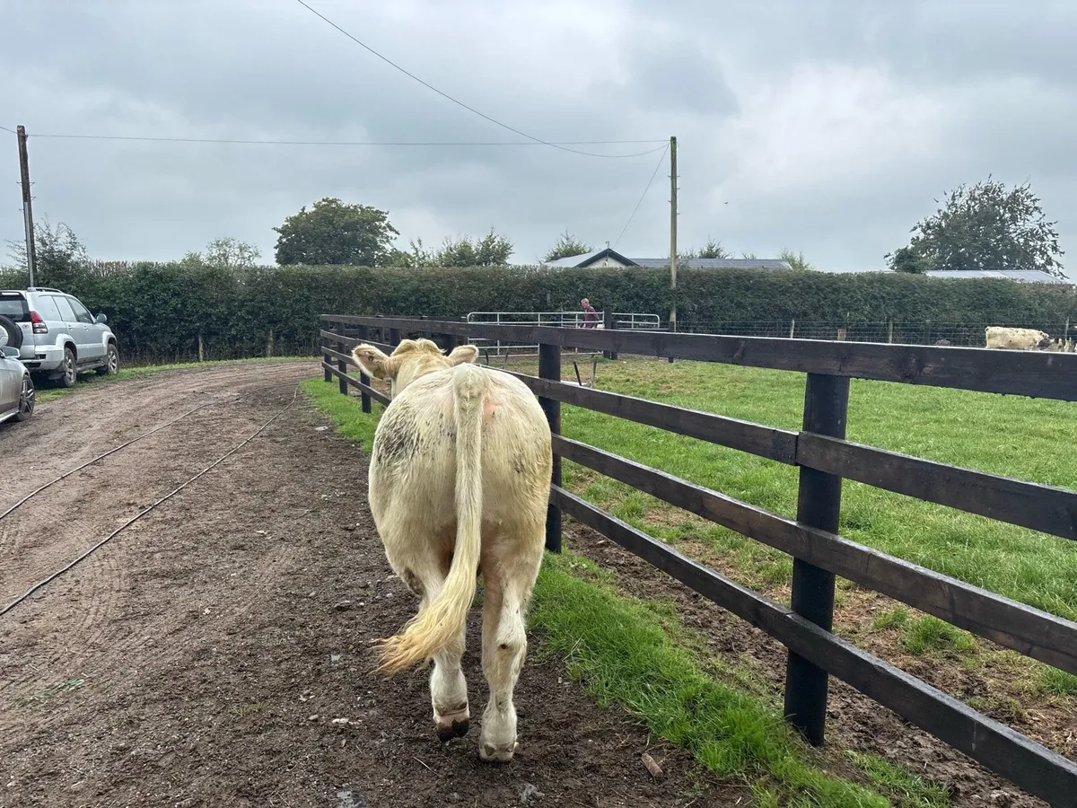 Purebred 5 star charlaois bull - Image 4