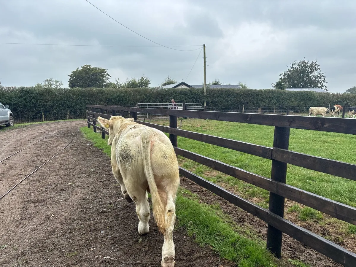 Purebred 5 star charlaois bull - Image 3