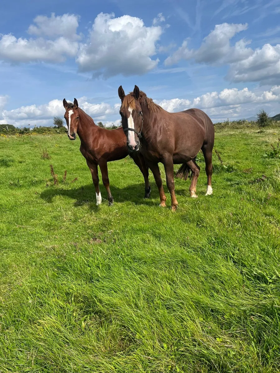 Purebred Irish Draught Team - Image 1
