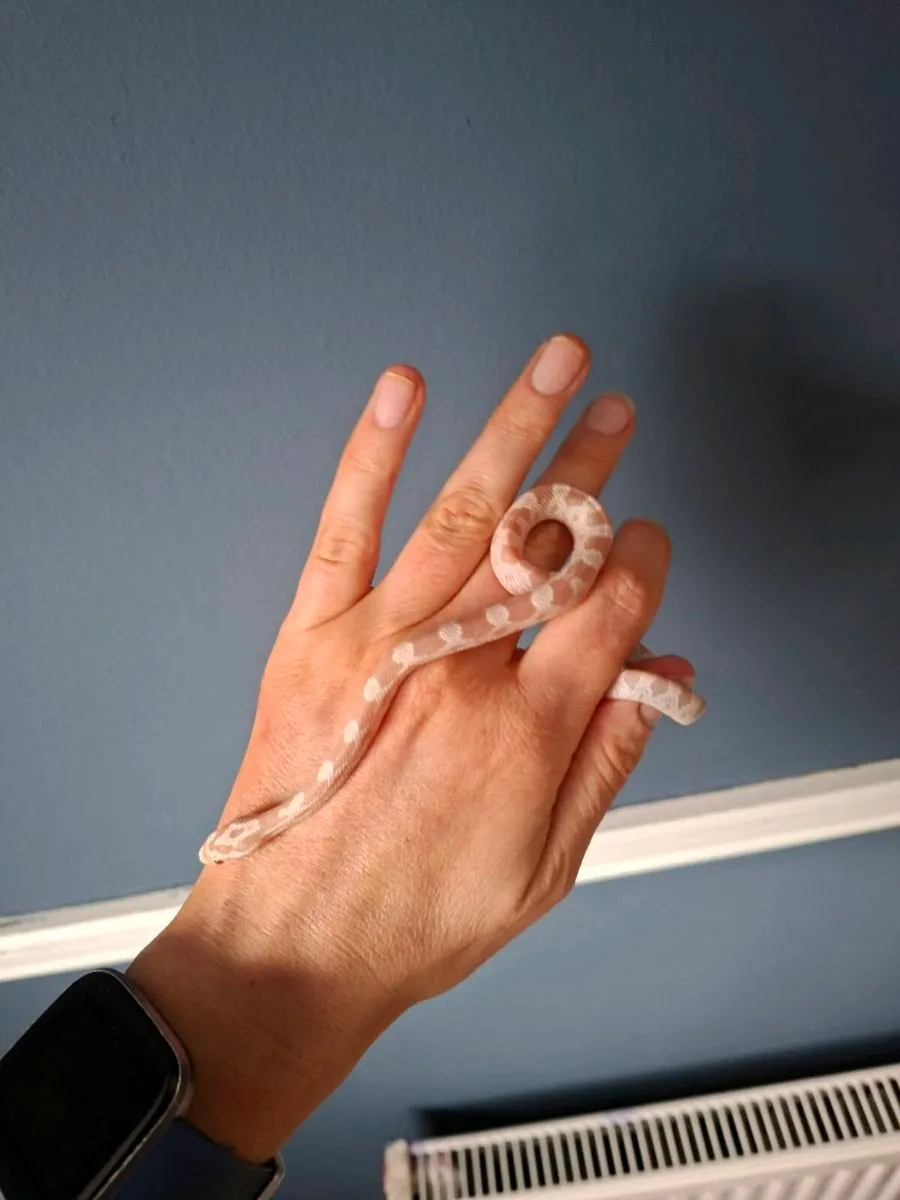 Hatchling corn snakes - Image 3