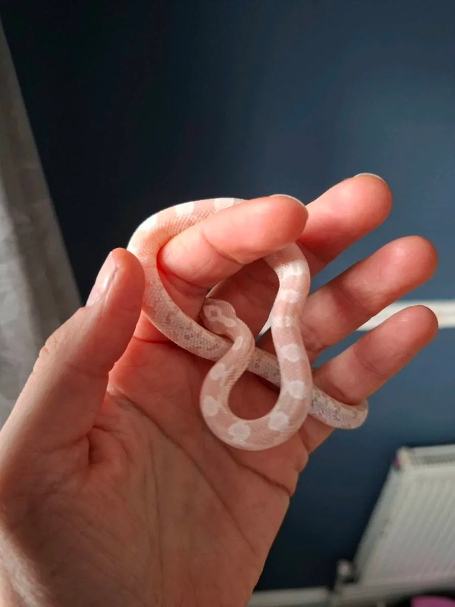 Hatchling corn snakes - Image 4