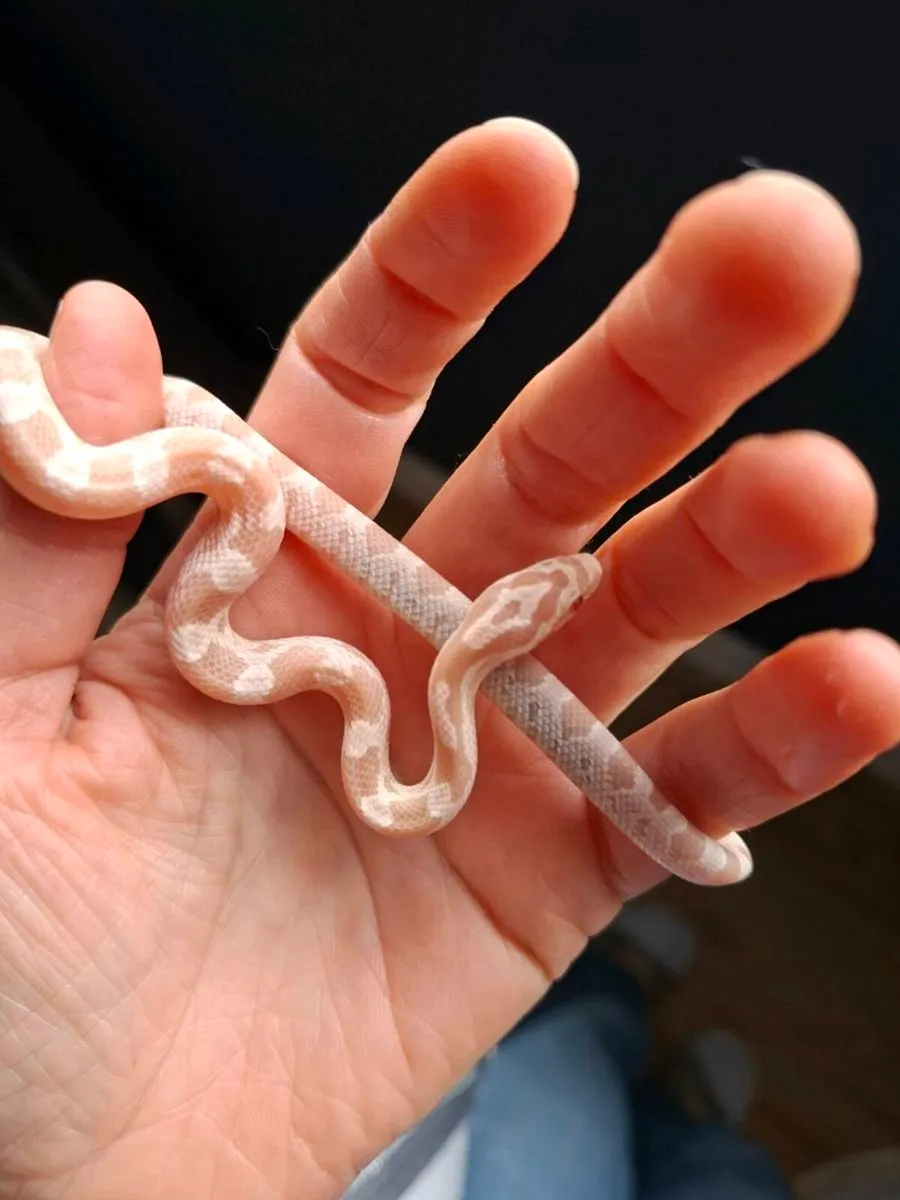 Hatchling corn snakes - Image 1